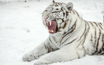 White Tiger Roaring 4u Wallpaper