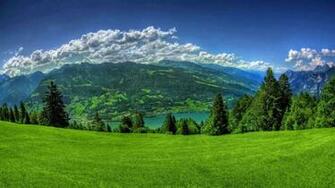 Coniferous Forest In Summer Wallpaper And Image