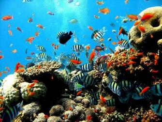 Puro Acquario HD Wallpaper Widescreen Alta Definizione Fullscreen