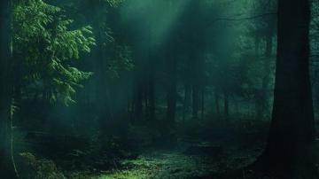 Tapete Wald Nebel B Ume Schatten Licht Nature Wallpaper