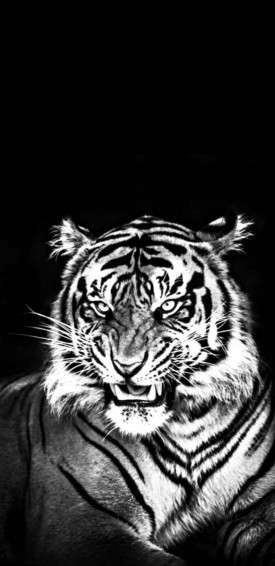 Tiger iPhone Wallpaper
