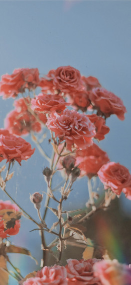 Pink Rose Flower iPhone Wallpaper