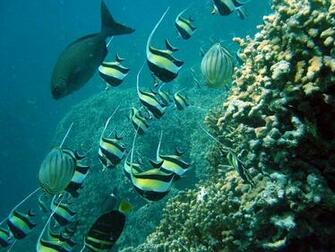 Moorish Idols Zanclus Cornutus A School Of Morrish Native To