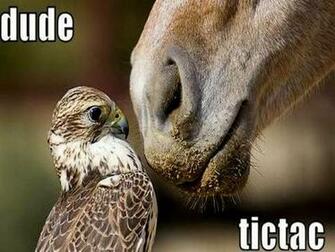Funny Animal Motivational Posters These Humors