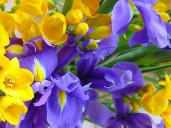 Desktop Background Animal Life Flowers Flower Garden