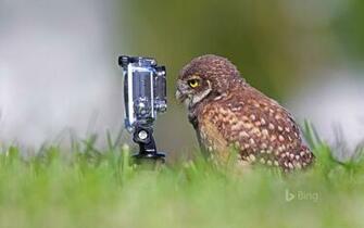 Burrowing Owlet Posing In Cape Coral Florida