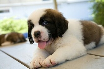 Puppy St Bernard Wallpaper New Funny Pet Pictures Dogs Cats Birds