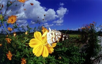 Wallpaper Cool Butterfly