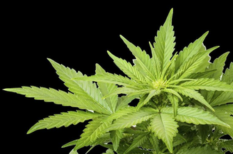 Cannabis Marijuana Health Wellness