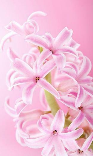 Pink Flowers Live Wallpaper Android Apps And Tests Androidpit