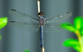 Blue Dragonfly Desktop Pc And Mac Wallpaper