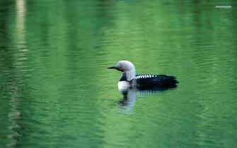 Loon Wallpaper