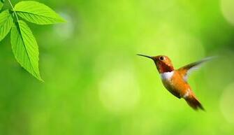 Pure High Definition HD You Can Cool Desktop Image For