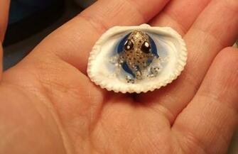 Cute Baby Octopus In A Glow Shell By Shadydarkgirl