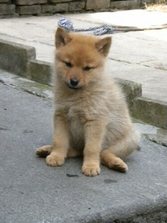 Finnish Spitz Puppy Photo And Wallpaper Beautiful