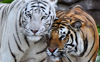 White Bengal Tiger Wallpaper For Your