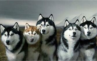 Husky Wallpaper