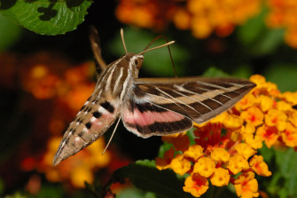 Sphinx Moth Picture Wallpaper