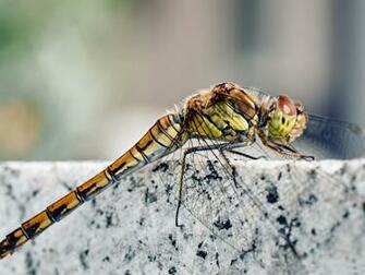 Dragonfly Macro All Kinds Of Insects Wallpaper