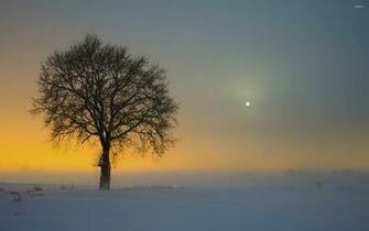 Amazing Golden Sunset Behind The Lonesome Tree Wallpaper Nature