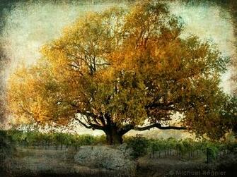 Golden Tree Nice Show Wallpaper