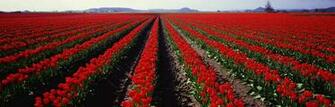 Rose Field Panoramic