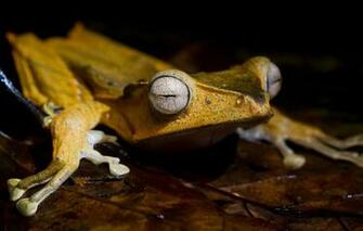 Wallpaper Animals Eyes Macro Sheet Leaf Frog Legs Black