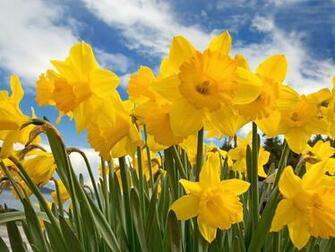 Sunny Daffodils Wallpaper HD