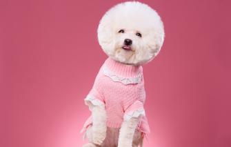 Wallpaper Background Haircut Portrait Dog Blouse Photoshoot