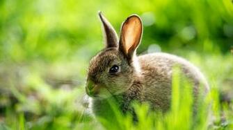 Hare HD Wallpaper