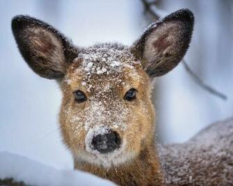 First Winter For A Young Whitetail Deer Doe In Ohio Title S