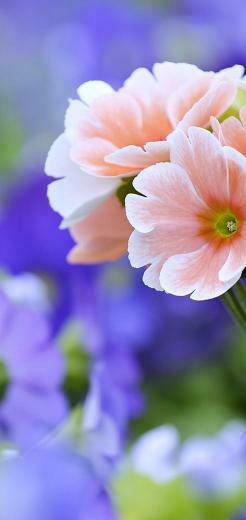 Beautiful Flowers Wallpaper