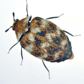 Carpet Beetle Wallpaper