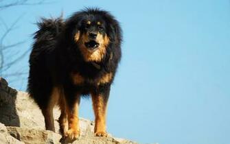 The Tibetan Mastiff HD Wallpaper Atlas Equipment Nikon D90