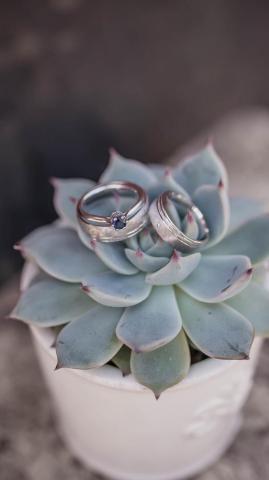Succulent Plant Wedding Rings iPhone 6s Plus