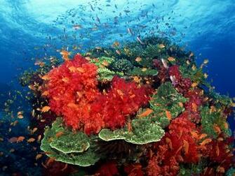 Underwater Reef Coral Sea Ocean Color Sunlight Wallpaper Background