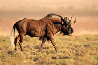 Black Wildebeest Wallpaper