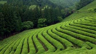 Tea Field Desktop Pc And Mac Wallpaper