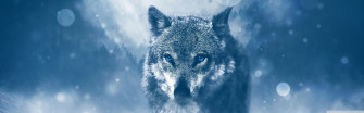 Wolf Winter Ultra HD Desktop Background Wallpaper For 4k UHD Tv