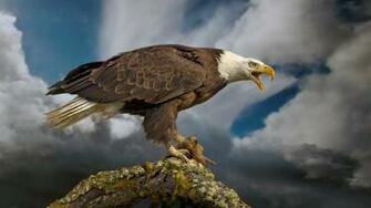 Flag Wallpaper American Patriotism Eagle