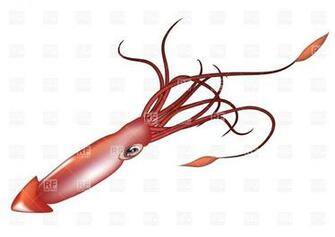 Giant Squid Isolated On White Background Royalty Vector