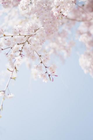 Cherry Blossom Wallpaper On