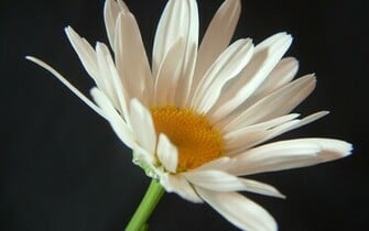 White Flowers Wallpaper