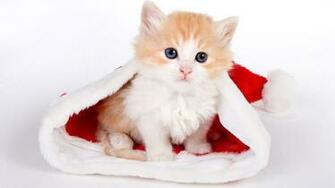 Kitten Wallpaper For Desktop Image