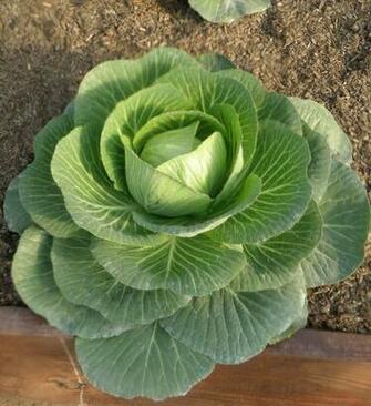 Cabbage Wallpaper High Quality
