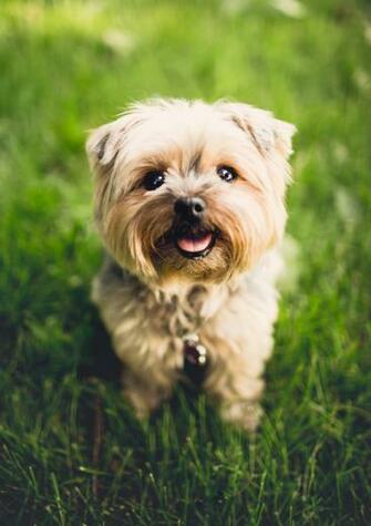 Cute Puppy Wallpaper Wallpapercanyon