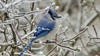 Blue Jay Wallpaper