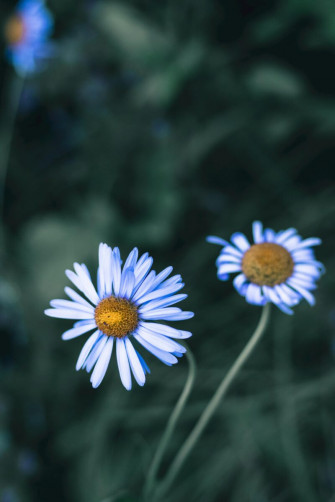 Blue Flower Wallpaper That Ll Add Tranquility To Your Screen
