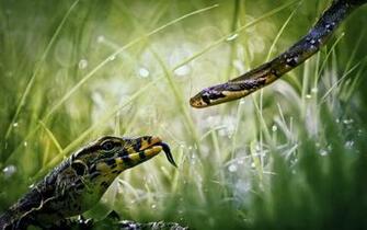 Animal Planet Wallpaper Image