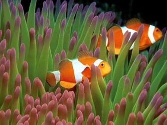 Clown Fish Wallpaper